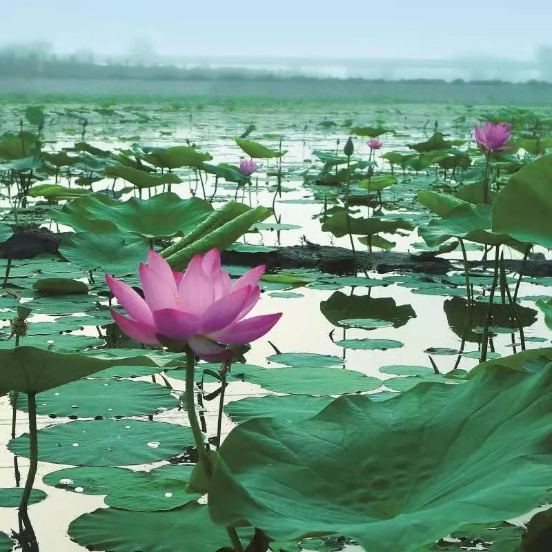 荡漾起满池的温柔~~西山这些地方已被荷花宠坏了！