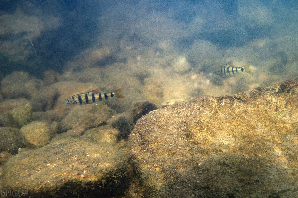 只能在溪流中生存的5种鱼，对水质要求很高，如今罕见
