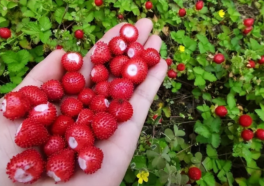 red snake berries