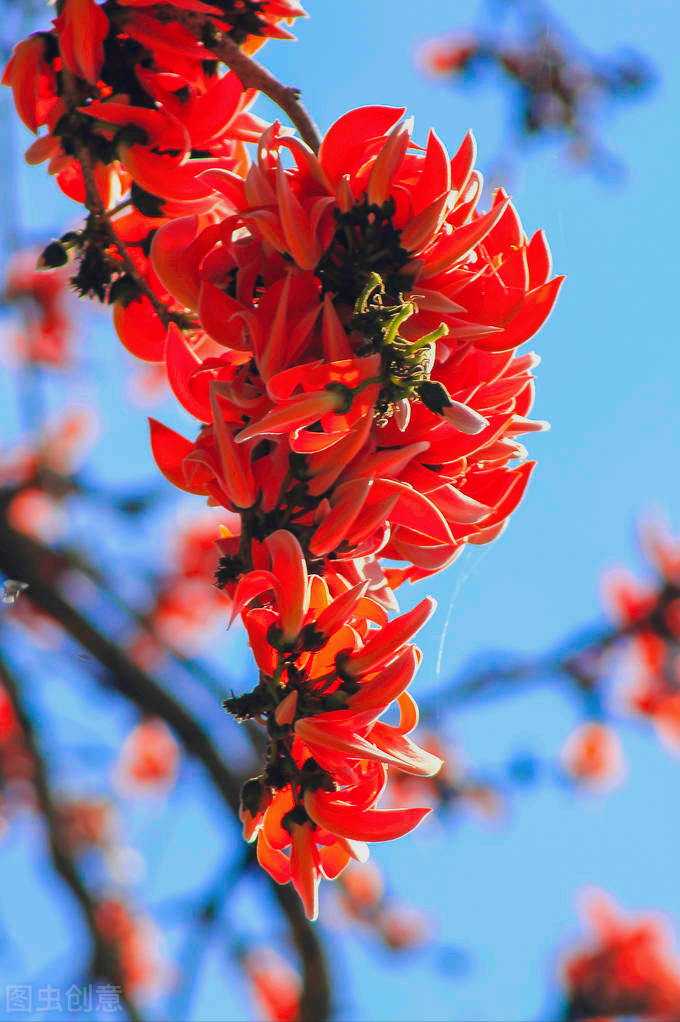 一花一欢喜，万千春花开，花开忆相思，与花一场爱，深爱到永远