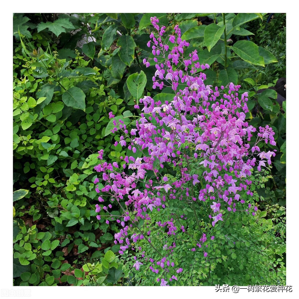 北方可以露地越冬的宿根花卉（30种不同宿根花卉盘点）