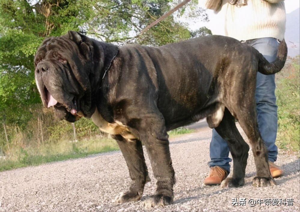 世界最大的狗(世界10大超大型猛犬,藏獒在它们面前像玩具,你见过最大