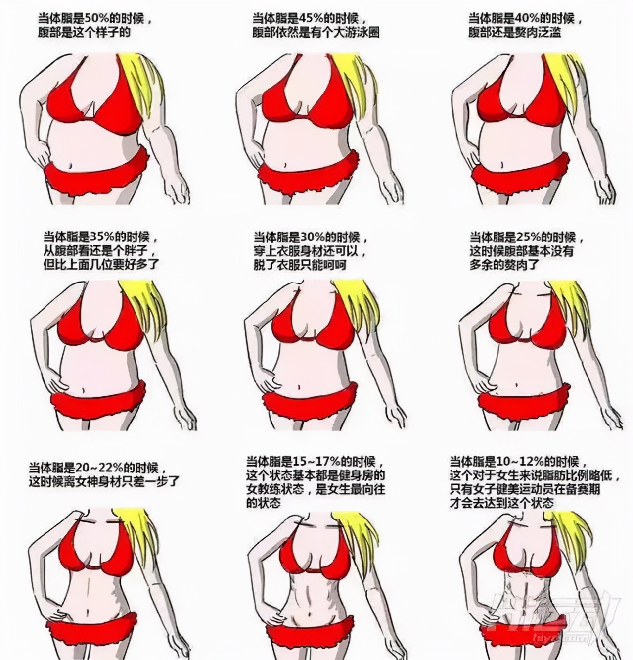 一起了解下bmi和体脂率bmi与体脂率