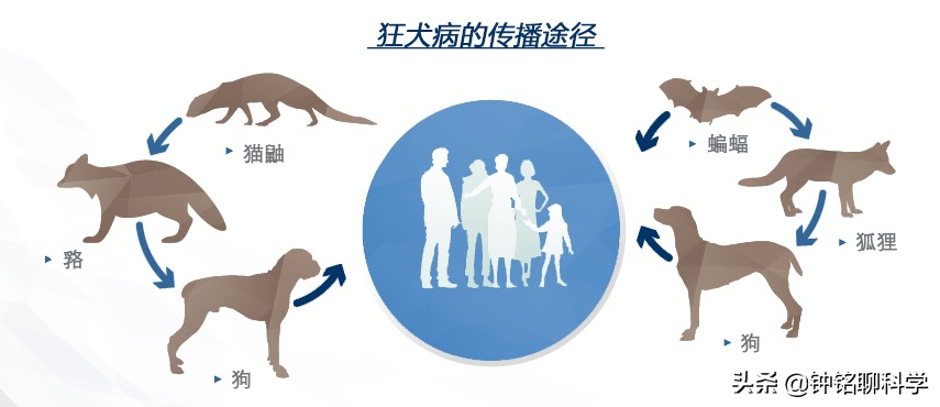 打了狂犬疫苗为何还会发病？第4针疫苗还差2天，男孩狂犬病发离世