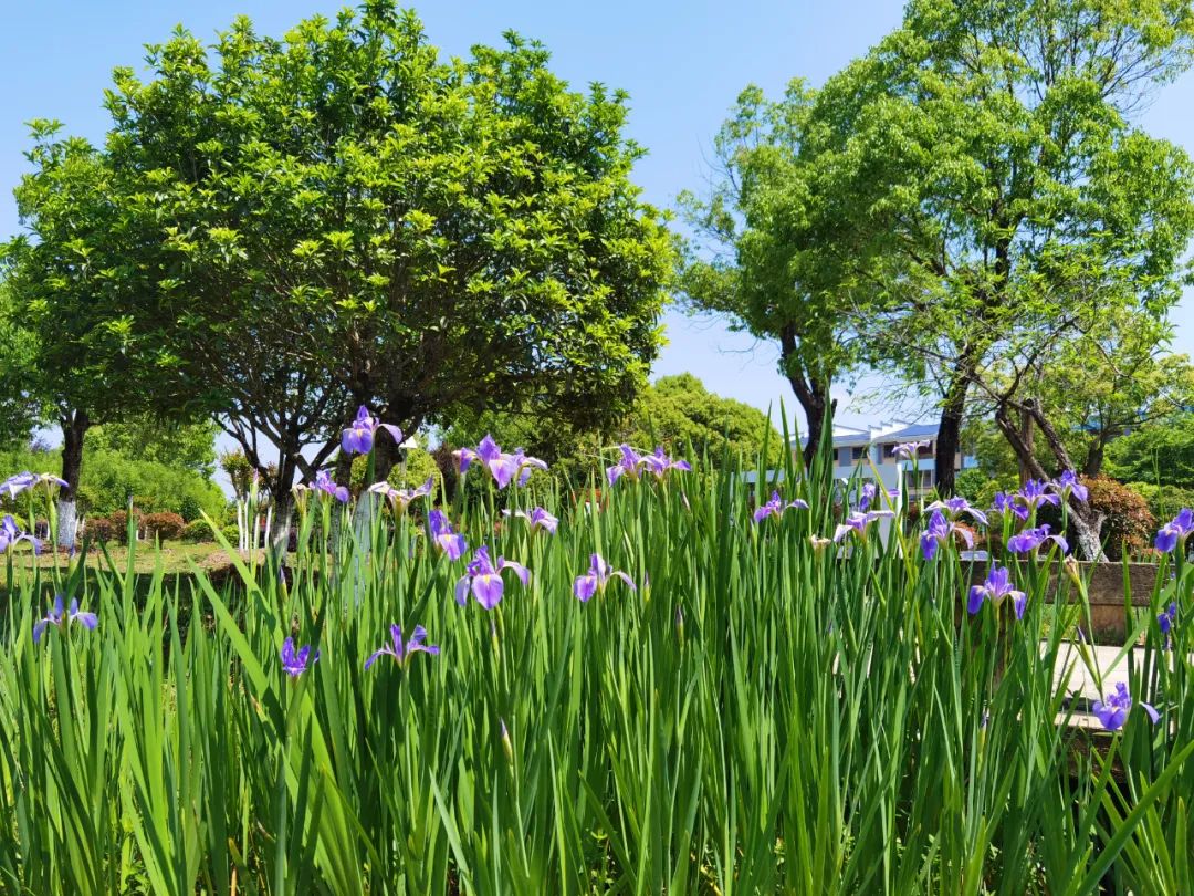 「冠豸山下是我家」連城：芳菲四月 鳶尾盛開