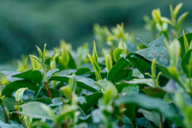 春风十里，不如杯中有你！古诗里的春茶竟然这么美