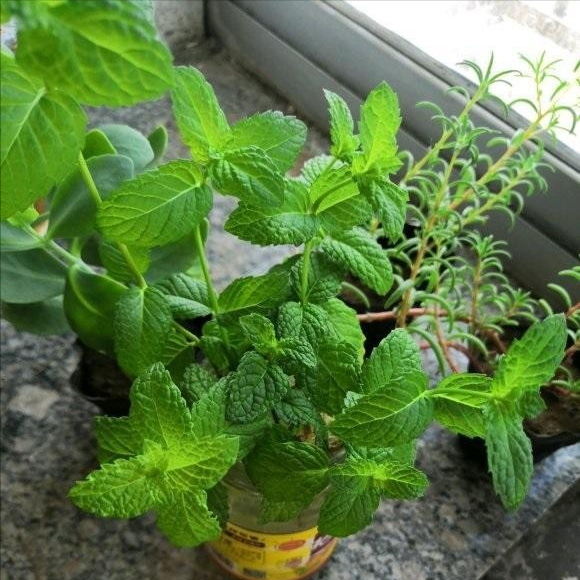 5种“香香花”摆在卫生间，臭味通通跑光，跟喷了香水儿似得