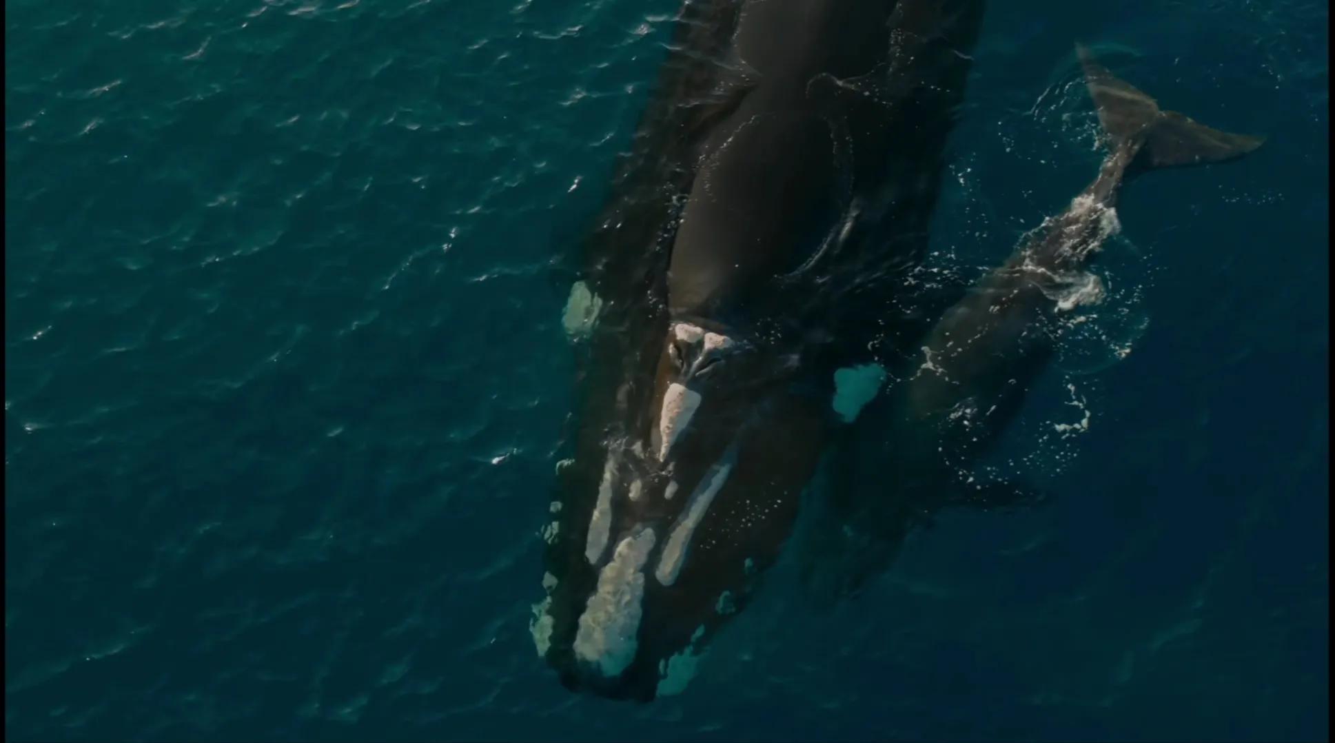 现存鲸类中体型最大的前十名