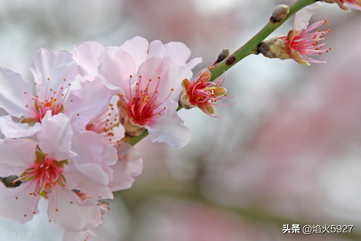 春天如一位温柔的画师，用碧绿的笔触点染山川，以花香为墨，绘出万物复苏的锦绣画卷。