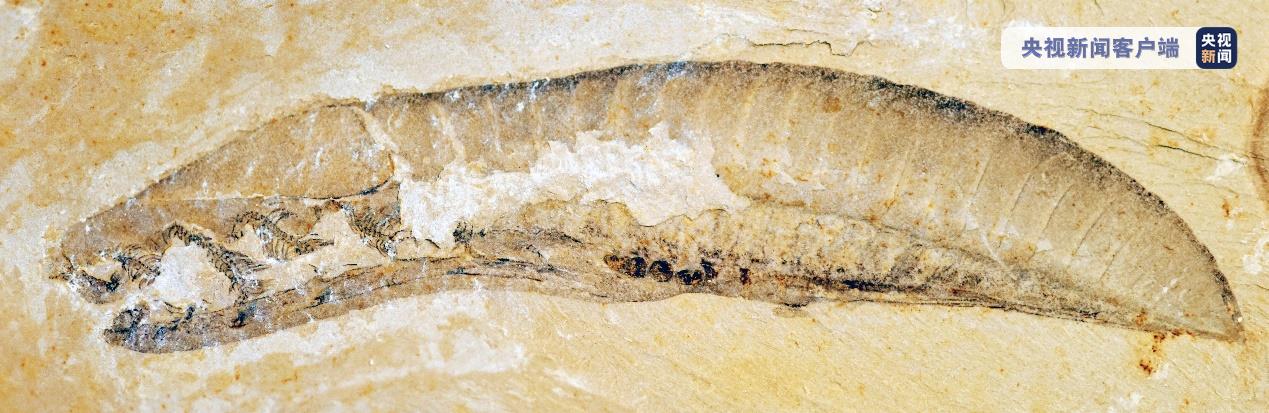 距今5.18亿年！我国科学家研究确认云南虫是最原始脊椎动物