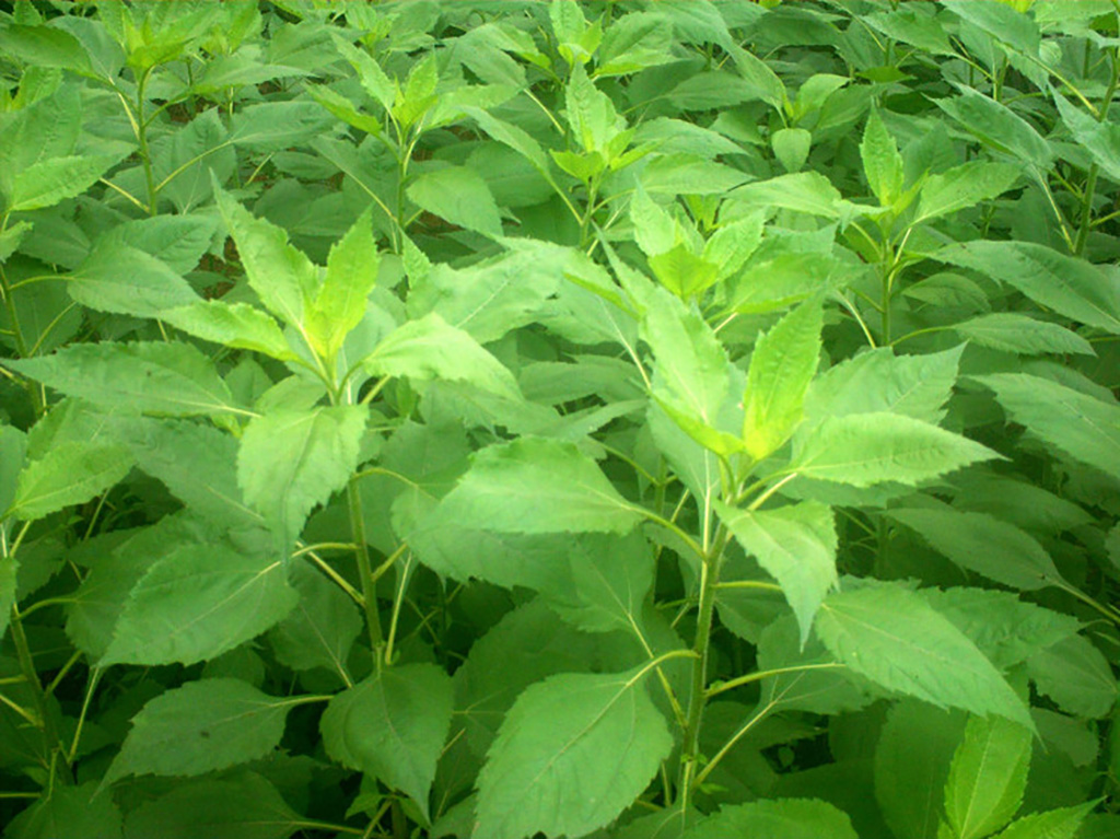 淀粉,菊糖等果糖多聚物,可以食用,煮食或熬粥,腌制咸菜,晒制菊芋干