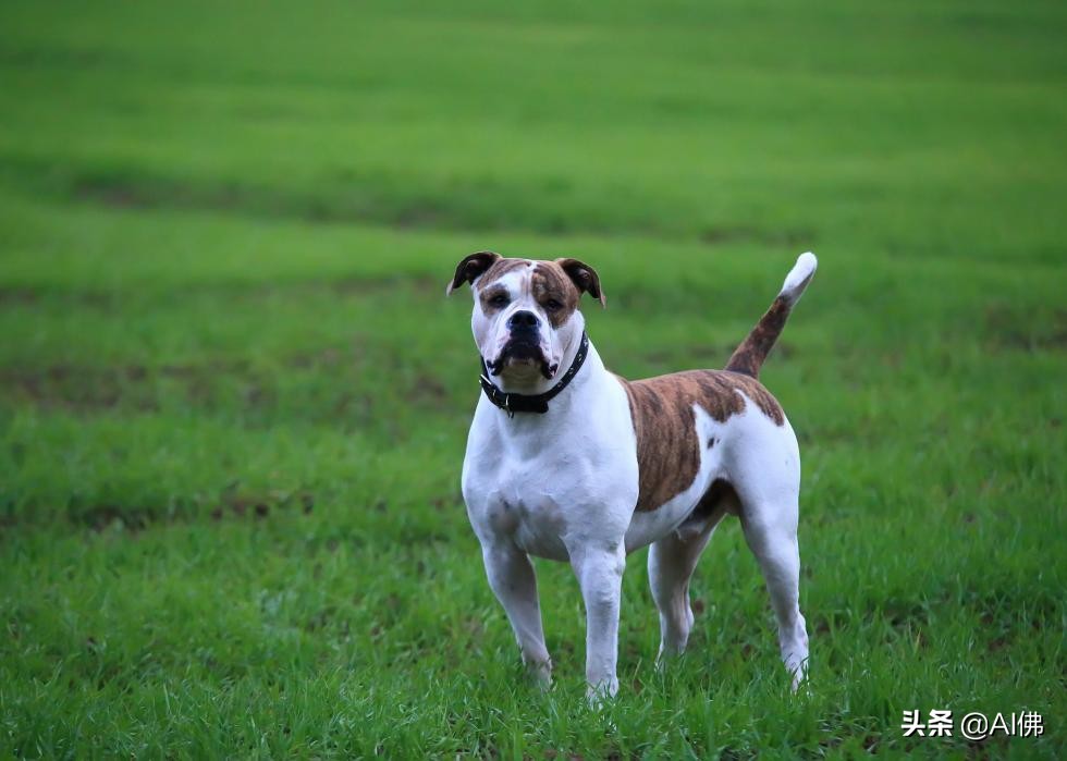 53个美国犬种背后的故事