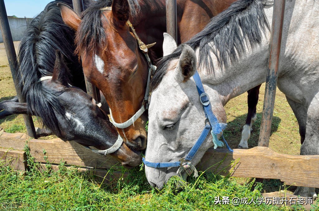 华中农业大学成人高考报名高起专畜牧兽医专业招生介绍