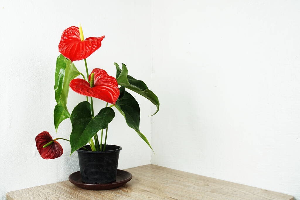 这3种"爱心掌",花语都是心心相印!盆栽,水培,切花,都好看