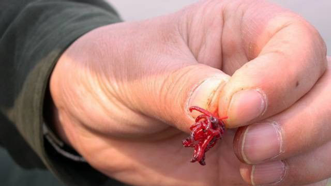 红虫明明是摇蚊的幼虫,为何多地禁止捕捞,钓鱼人还用不用?