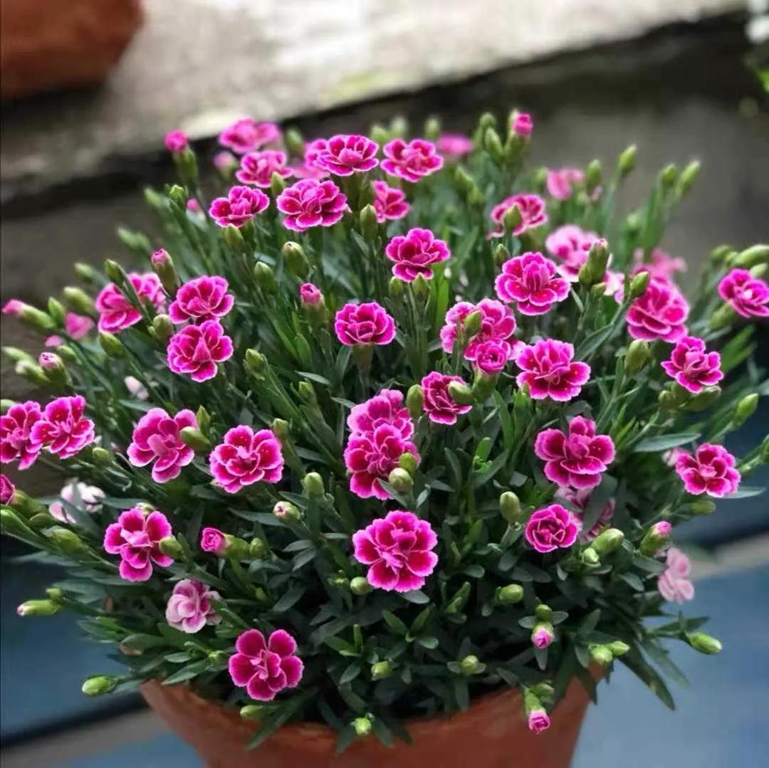 花朵美图｜温柔甜美的初吻、大丽花、耧斗菜花朵合集160张