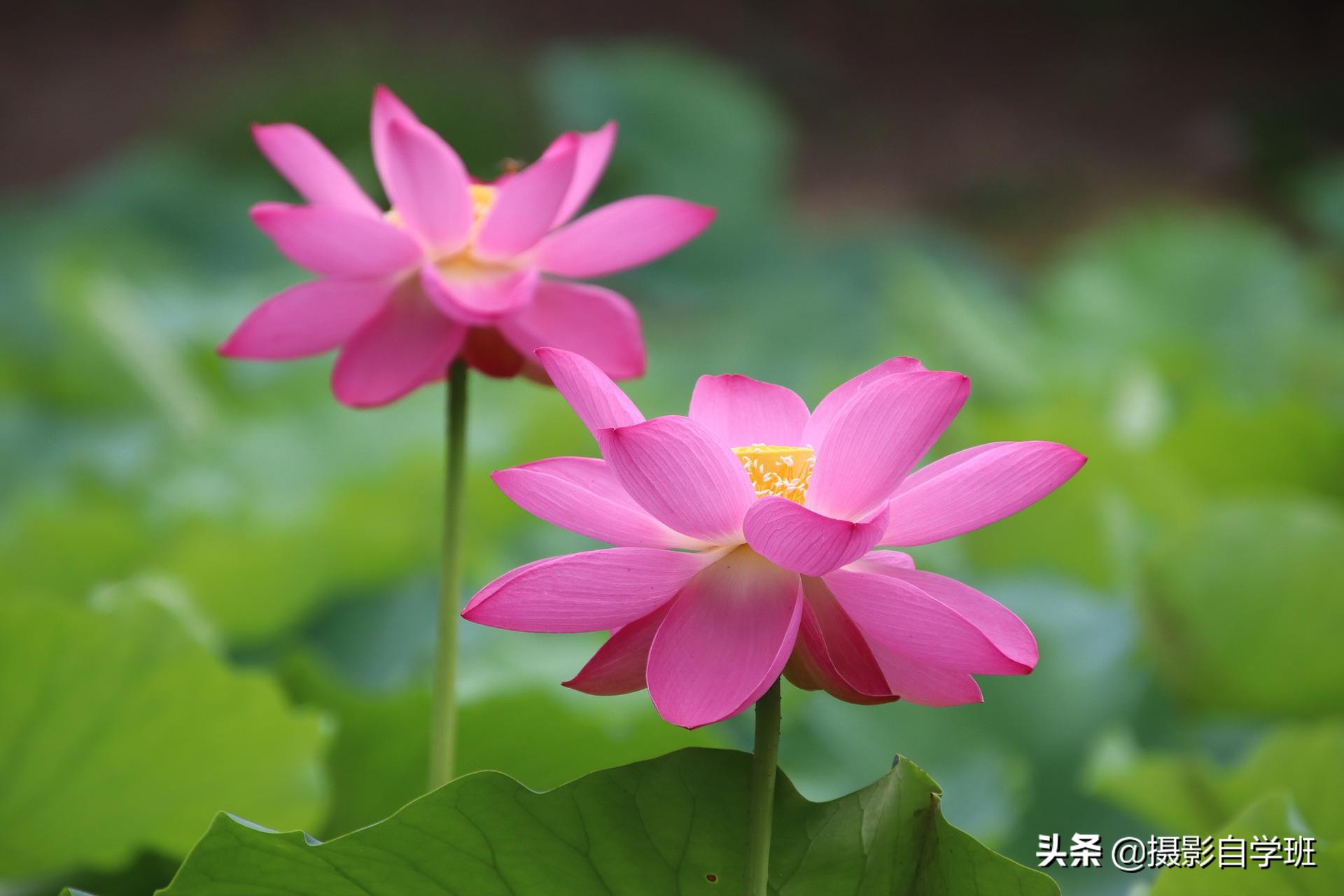 荷花摄影10个构图技巧，拍荷花用对构图，事半功倍