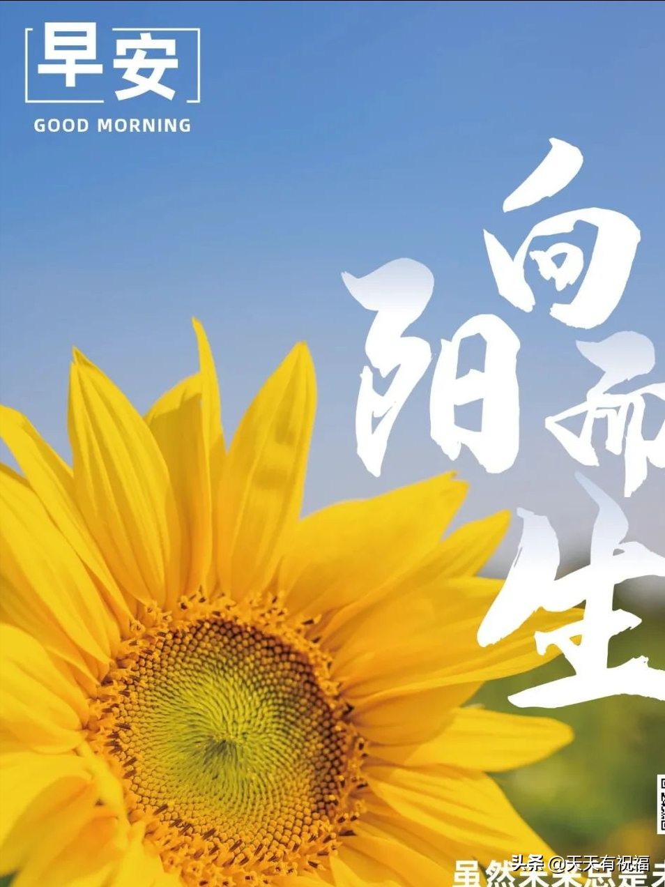 花与刺积极向上的名言警句