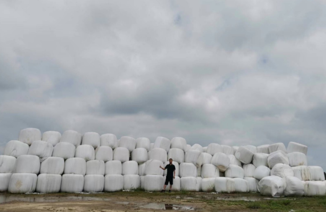 我在重慶種了3200畝、4米高的草，是什么體驗？