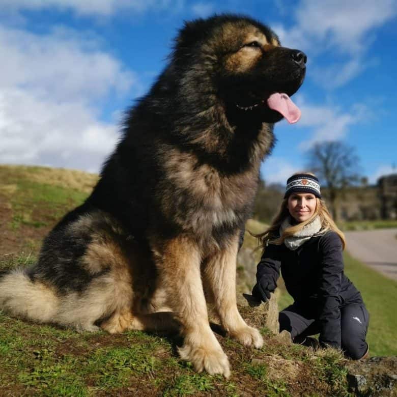 坎高犬vs高加索牧羊犬，谁才是大型猛犬的战力天花板？