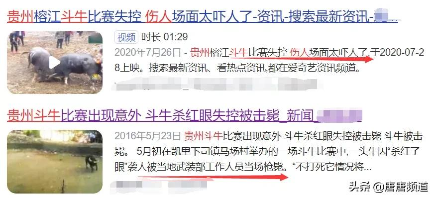 中国网红城市图鉴:狂野刺激的贵州斗牛,比西班牙斗牛勇百倍
