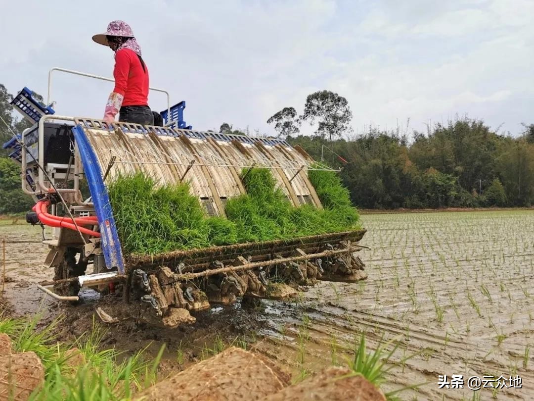 水稻种植每亩成本多少？如何降低种植成本，靠省还是靠科技？