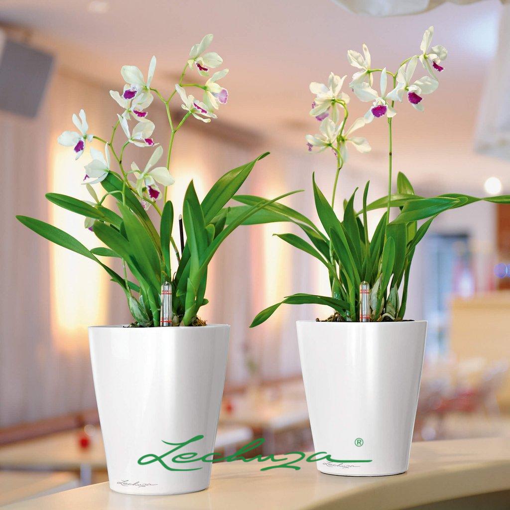 乐株沯|适合办公室摆放的高大绿植