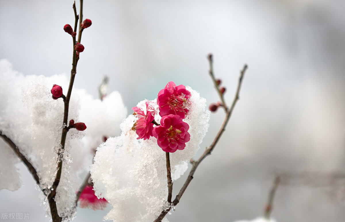 9首冬梅诗词：踏雪寻梅，静待春归