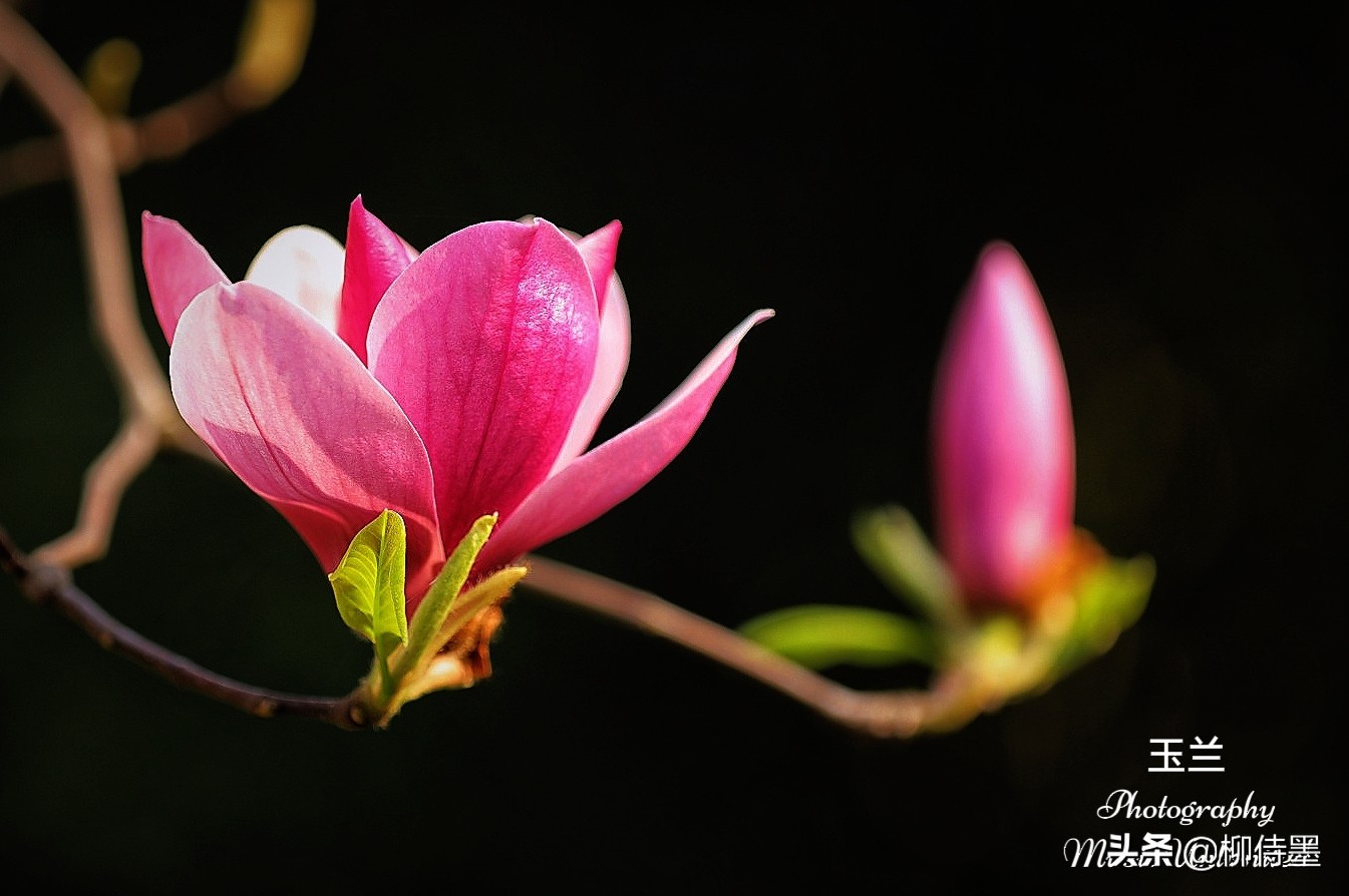 女摄影师的拍照"套路",在梦幻诗意的春天,拍摄浪漫唯美的照片