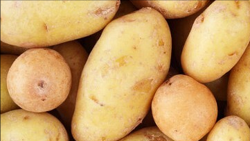 第13期/种植马铃薯千万别做这11项，80%产量都不高