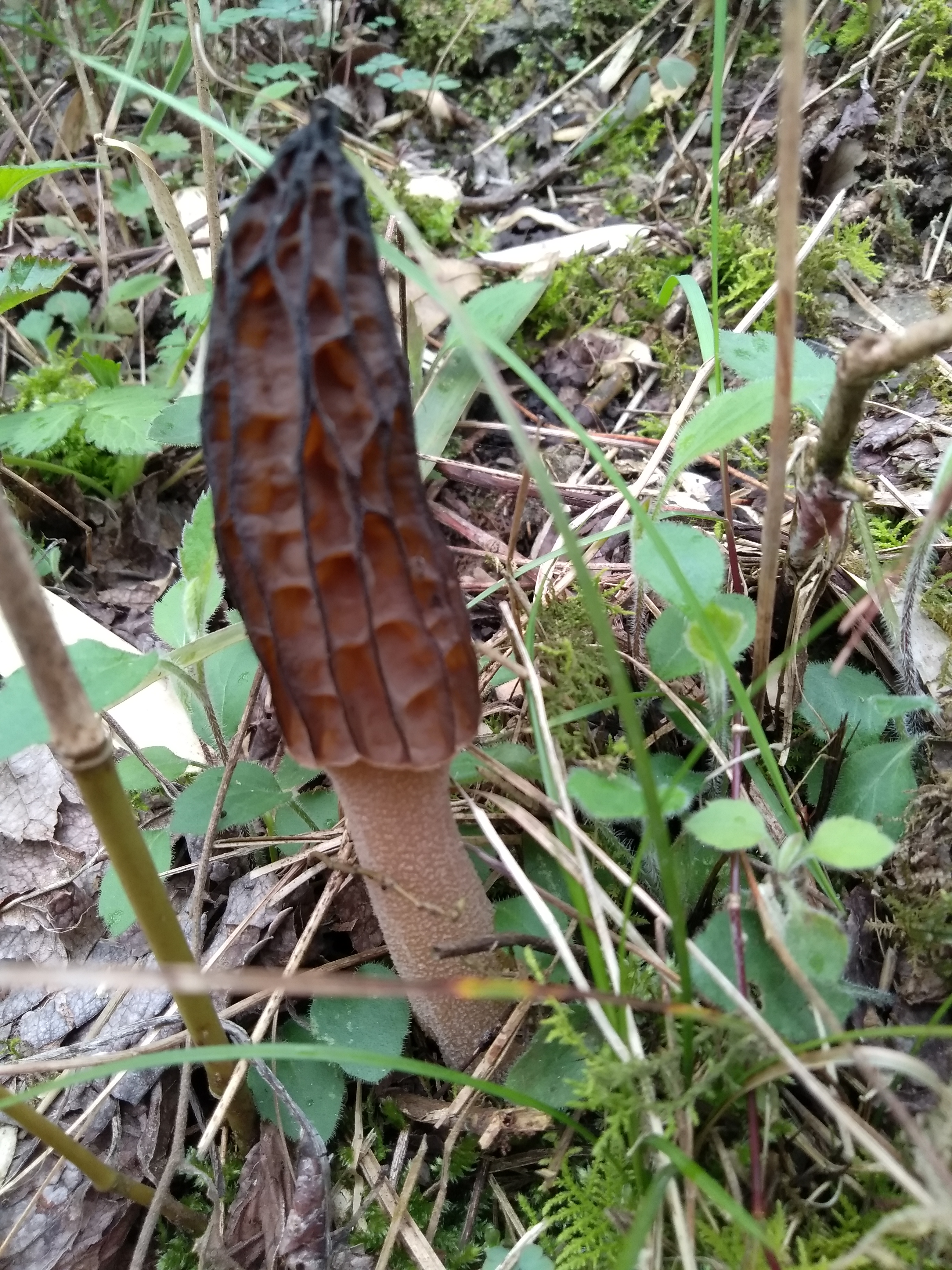 把它当成发泄的玩具了,去年的时候,小吴在山上拔小竹笋,在竹林下面