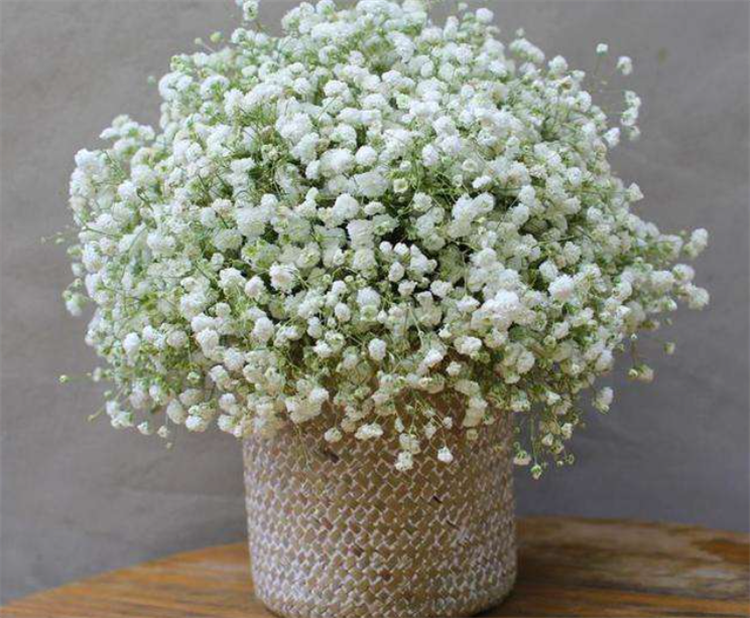 盘点：6种满天星颜色的寓意，最后一种颜色的满天星，生活中少见