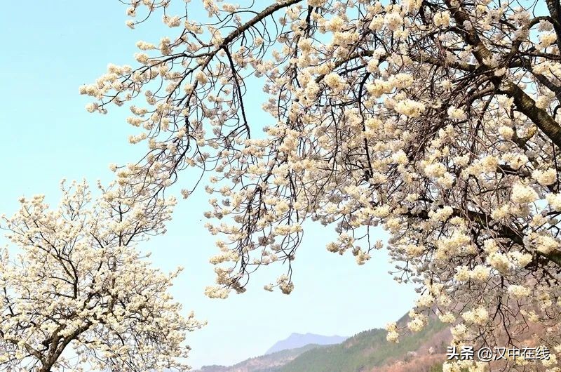 寧強(qiáng)縣七盤(pán)關(guān)：花爭(zhēng)艷 春意濃