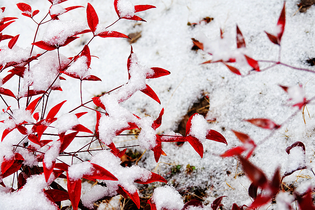 雪游九洲池