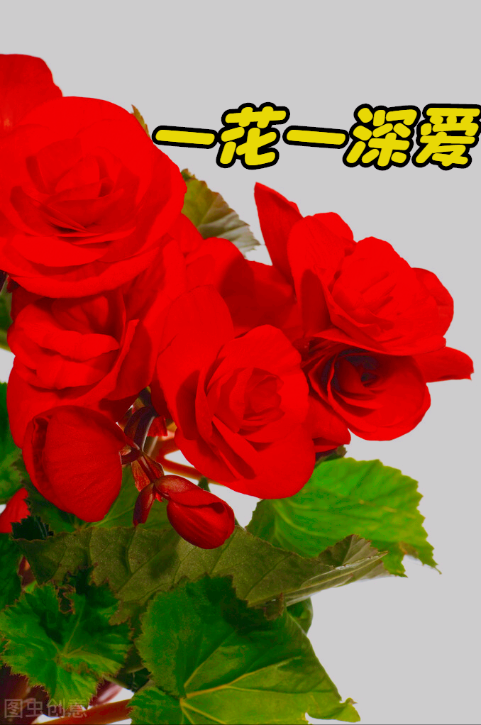 一花一深爱，瓣瓣倾心，芳华无声处，尽是深情绽放的温柔。