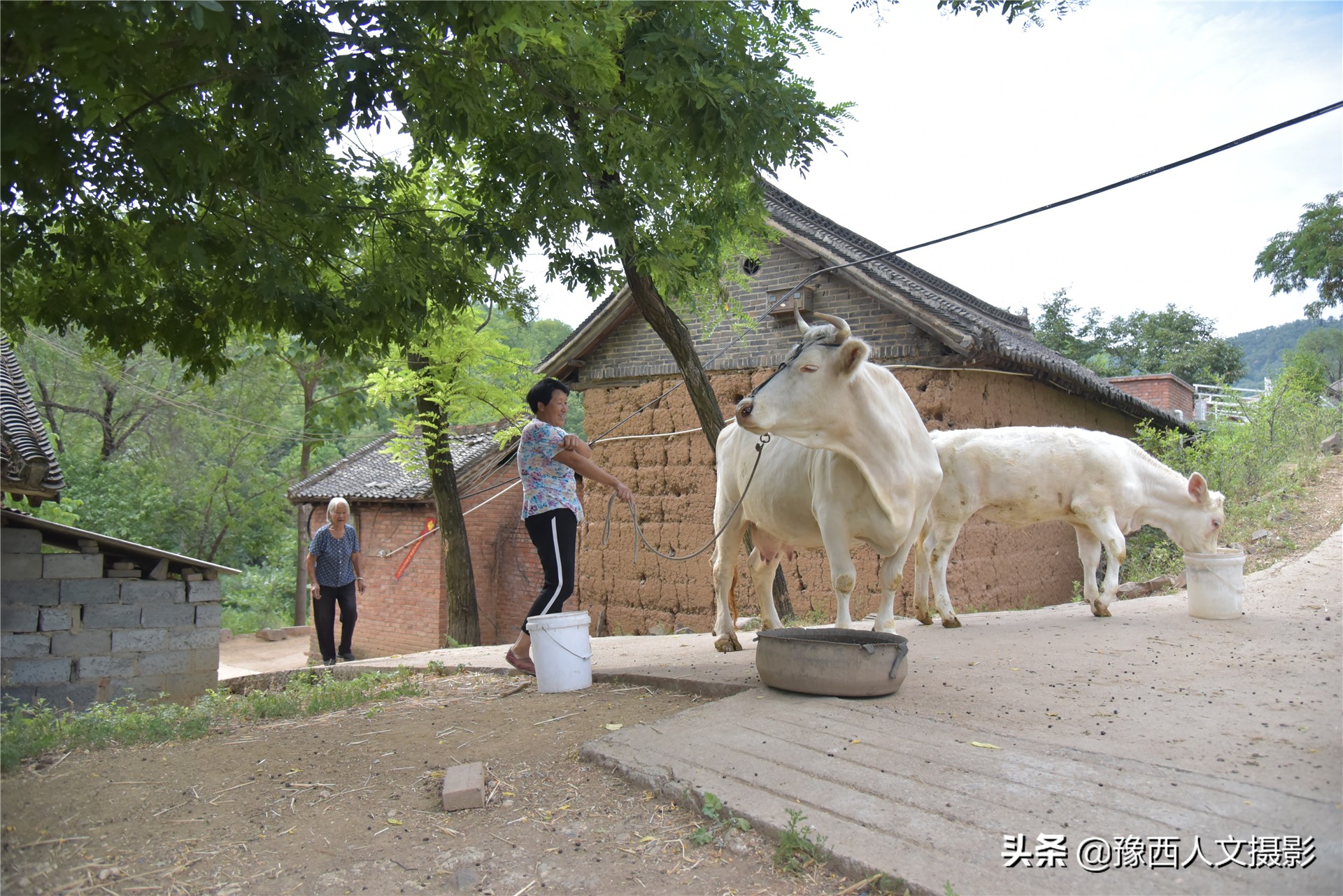 一家4口独享整座大山，养3头牛80只羊种7亩多地，整年不下山