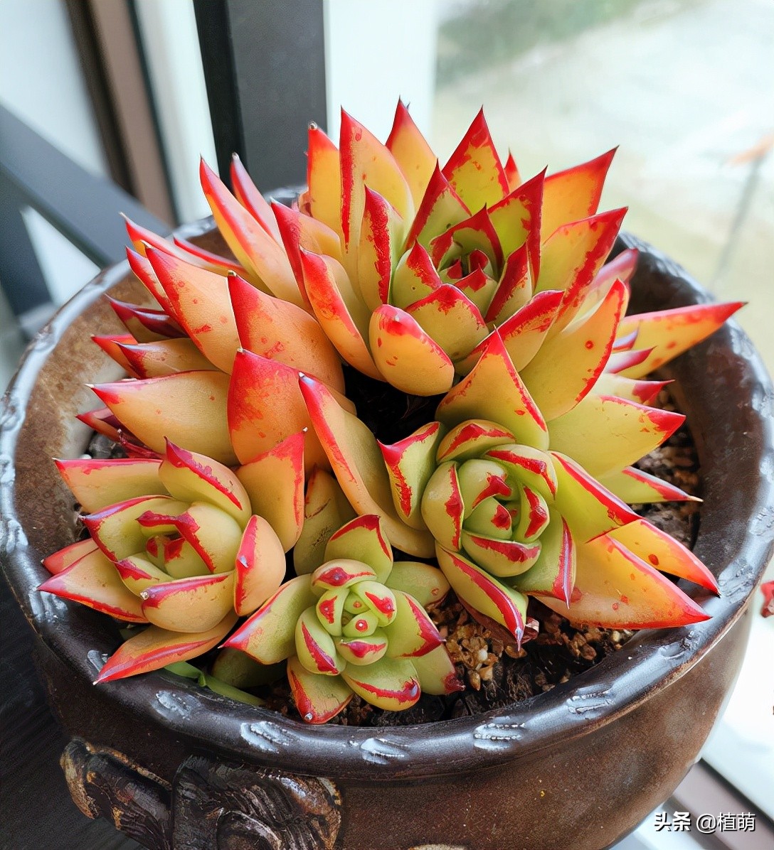 口红多肉(在上海,养了3年的口红,植株一年比一年大,今年的颜色特别