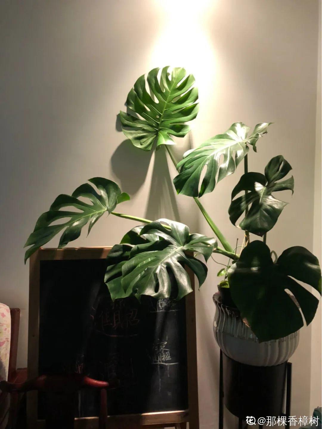 臥室養4種花，一覺睡到天亮，養人養身心