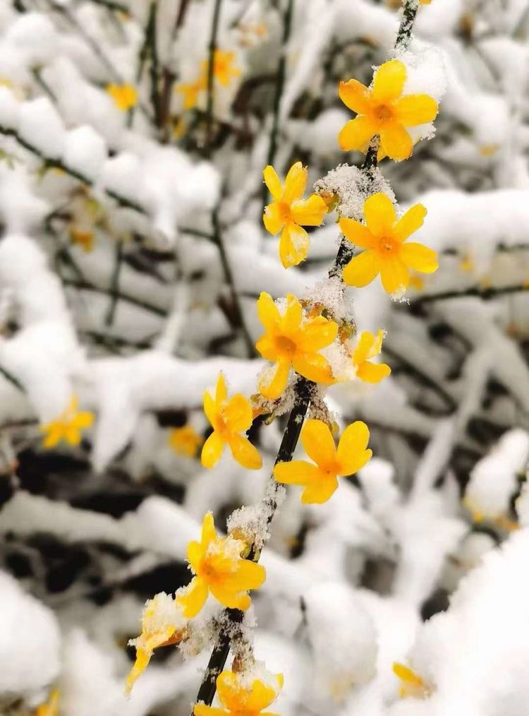 一场雪，让这里的春天真美 摄影/诗文：李武兵