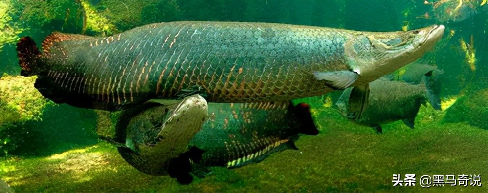 十大恐怖鱼(十大恐怖鱼 凶猛)