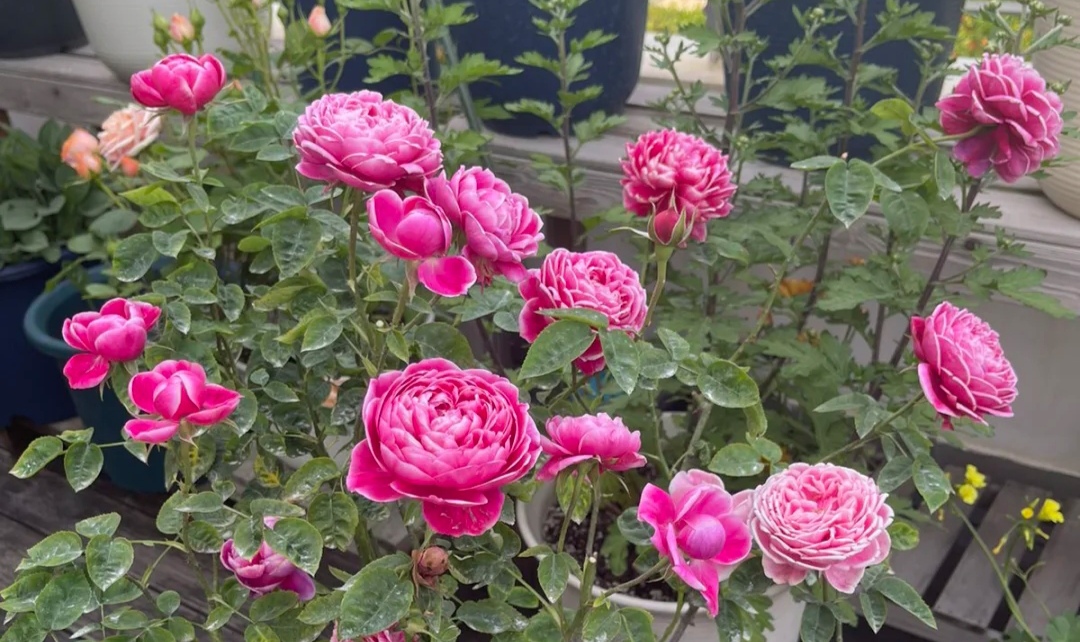 名贵月季品种(12种大花月季浓香抗性好个个都是精品)