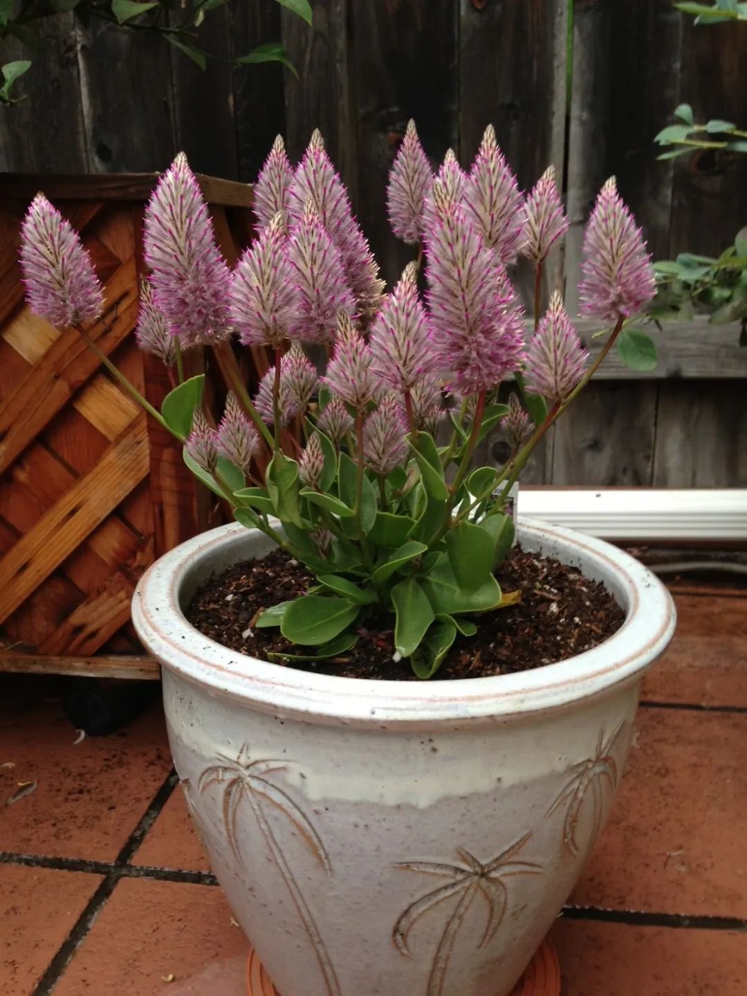 特别值得养一盆的澳洲狐尾苋 粉色的花穗越看越喜欢 耐热耐干旱 天天看点