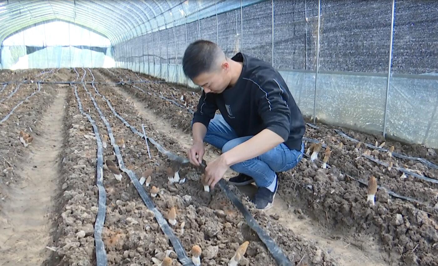 留凤关镇：小小羊肚菌 致富新希望