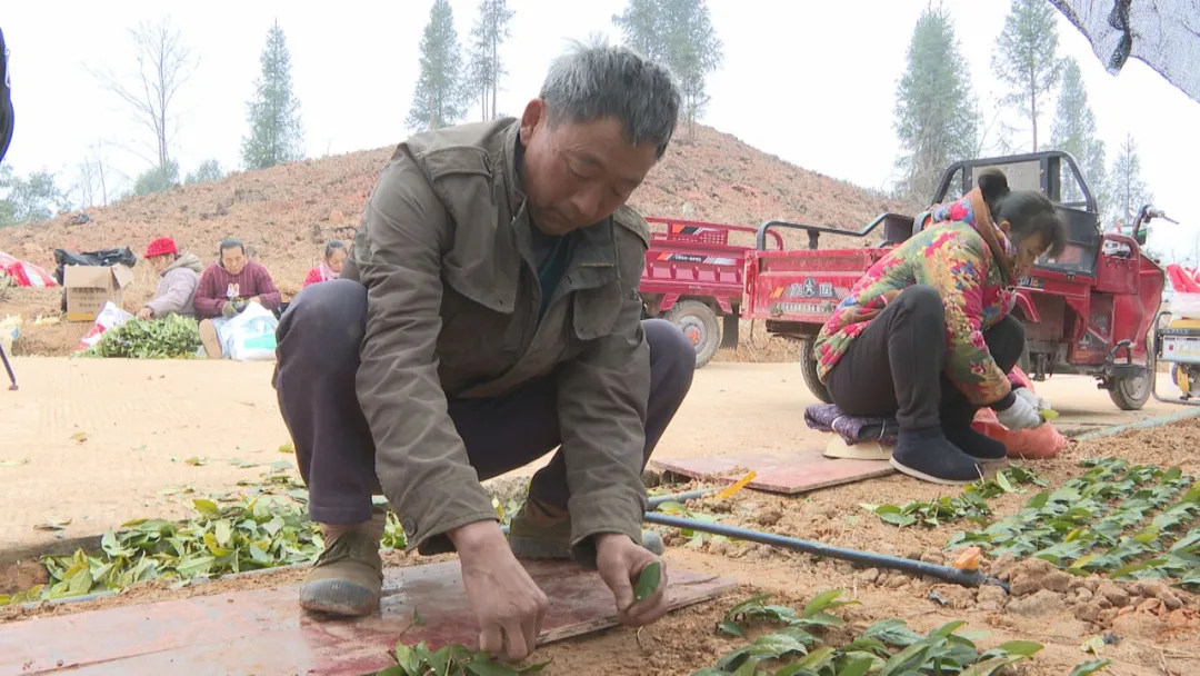 春暖花开之际：仲兴乡苗圃绽放新活力