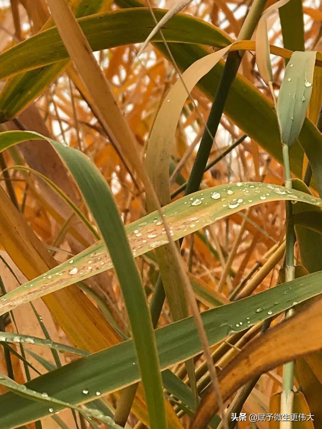 水飨——早上秋水午镶黄