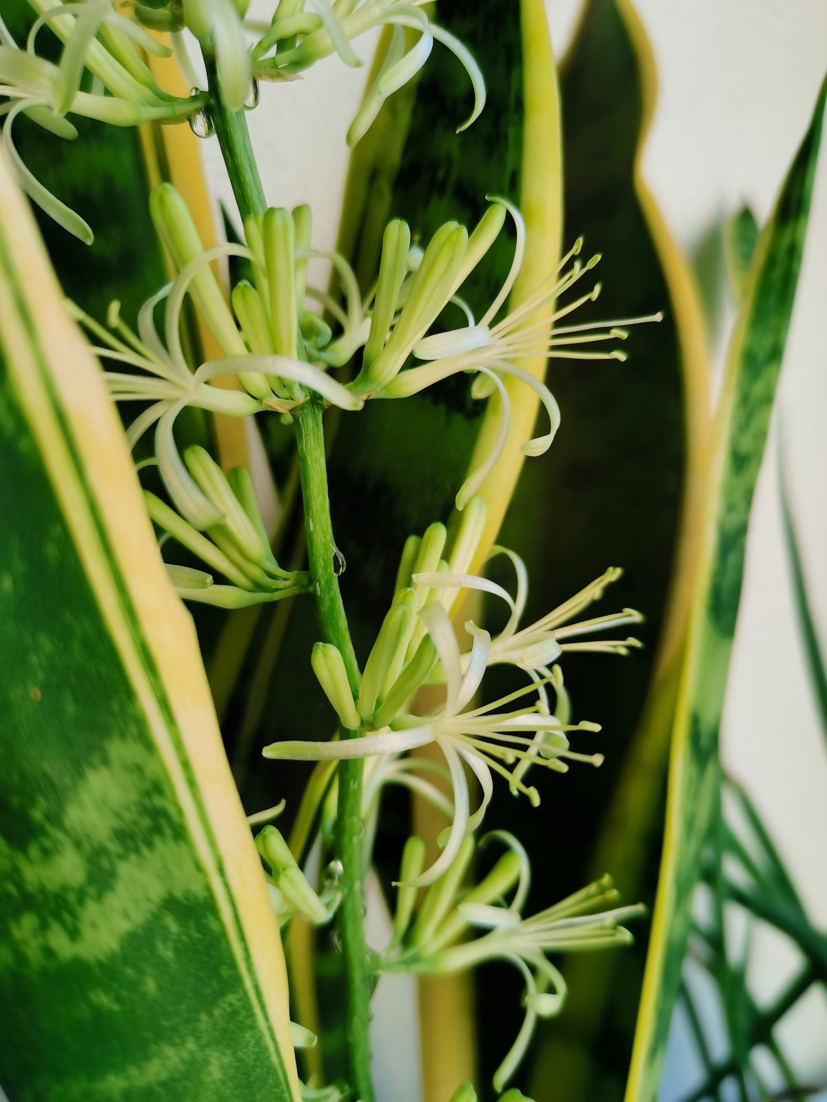 真正的万年青图片大全（10种带虎的花分享）