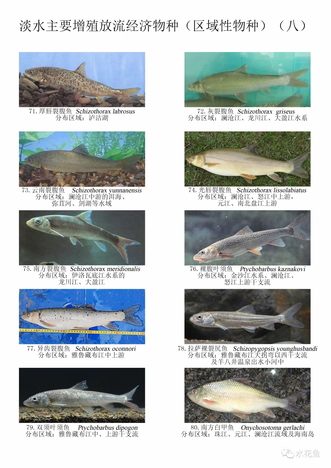 图鉴：我国增殖放流允许的主要淡水鱼类——区域性经济物种120种