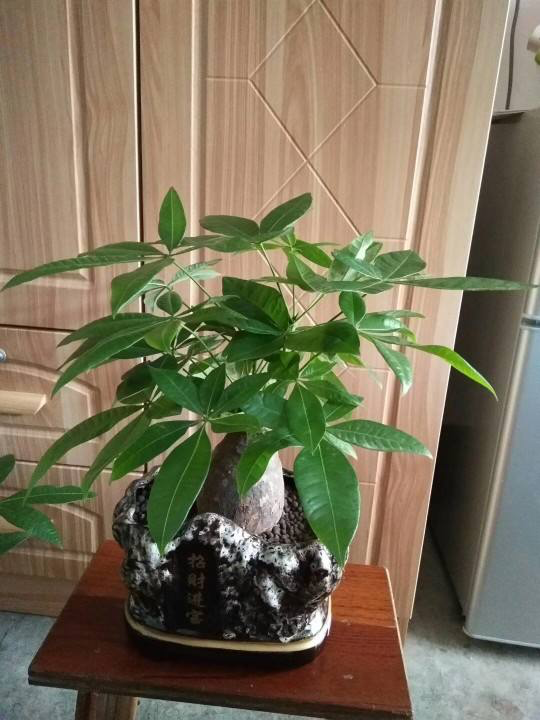 花的種植,花的種植方法和過程