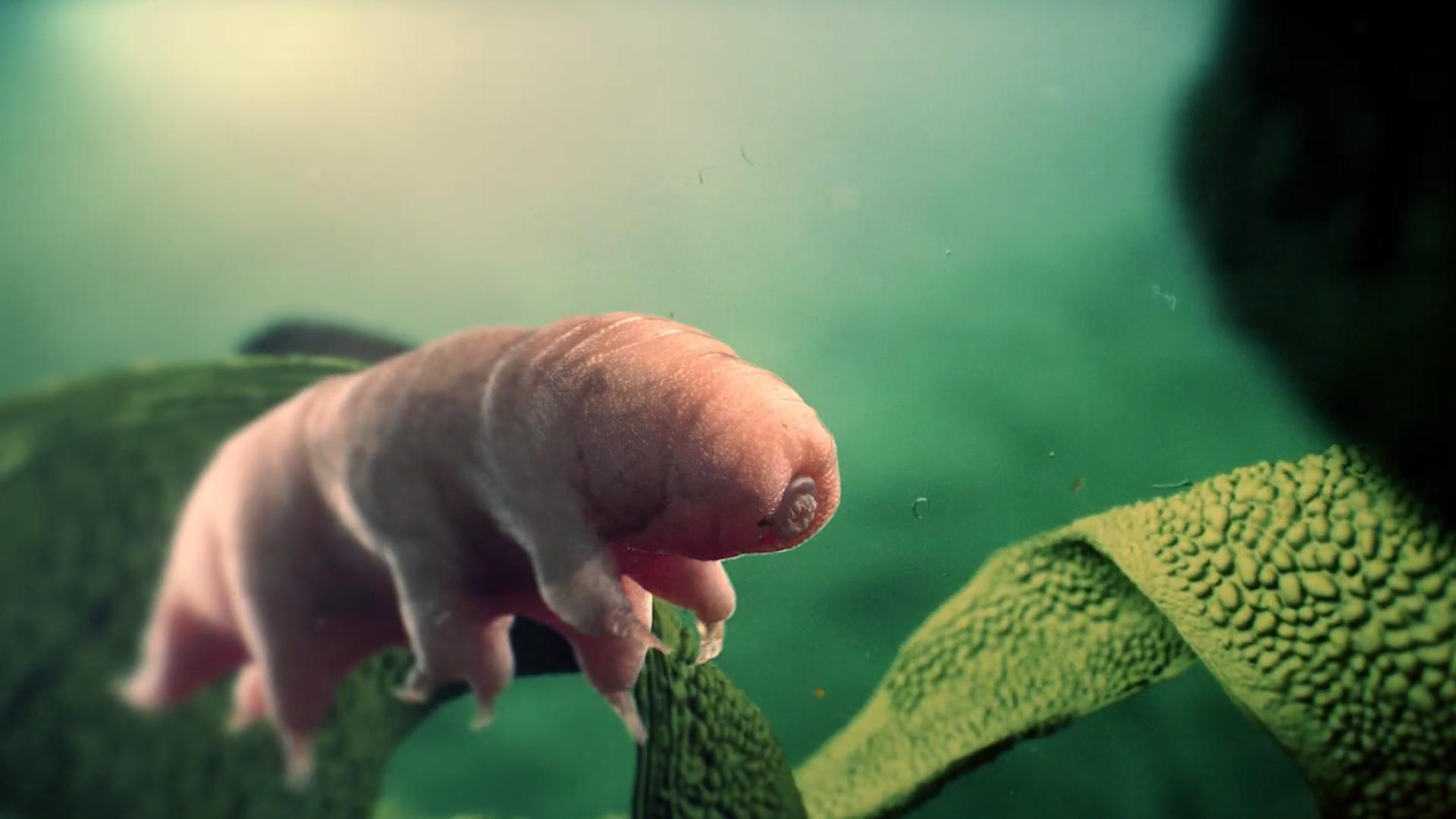 据现代科学深入研究后发现,当水熊虫感受到外界环境