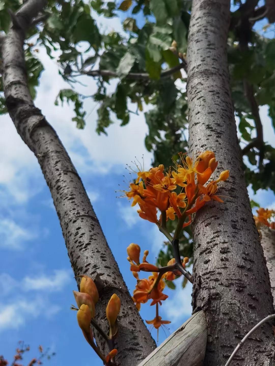 廣州市南沙第一中學(xué)：我在豐澤東路的日子(圖4)